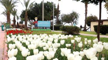 Lale’ler Çiçek Açtı